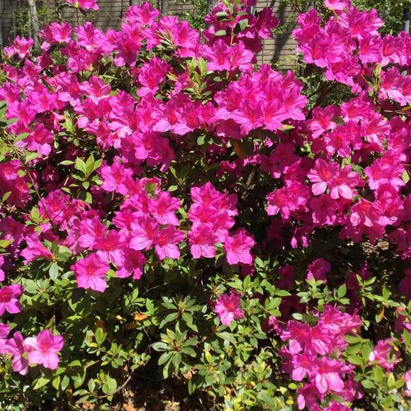 Meet your Posher, Lisa - Picture 1 of 1